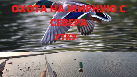 ОХОТА НА УТКУ. НА ЖИРНУЮ СЕВЕРНУЮ УТКУ... - YouTube