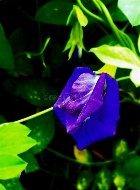 Clitoria Ternatea Conhecida Como Ervilha Borboleta Imagem De Stock