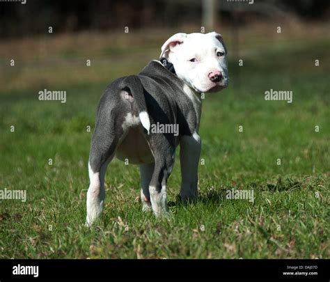 Black Pitbull Stock Photos & Black Pitbull Stock Images - Alamy