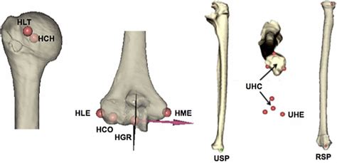 Anatomical landmarks. On the humerus: the medial epicondyle (HME), the ...