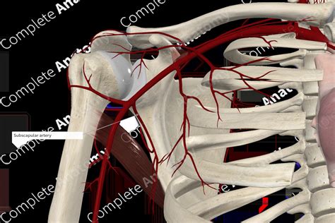 Subscapular Artery | Complete Anatomy