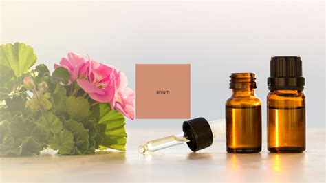 10 Benefits Of Geranium Essential Oil Explained NOREX