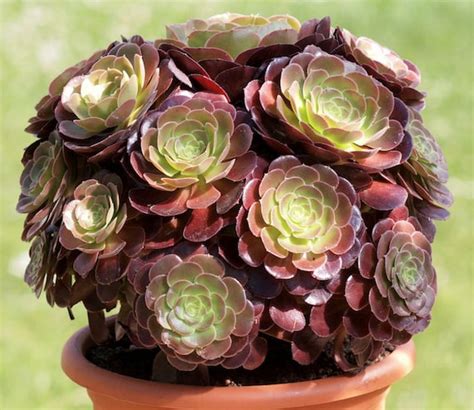 Aeonium Arboreum ‘Atropurpureum’- Care Guide, 44% OFF