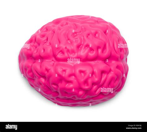 Vista Superior Del Cerebro Humano Rosa Aislado Sobre Un Fondo Blanco