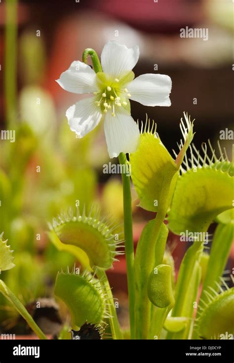 Venus atrapamoscas Dionaea muscipula hojas y flores Fotografía de