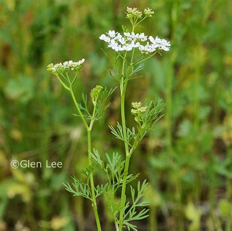 Coriandrum Sativum Photos Saskatchewan Wildflowers