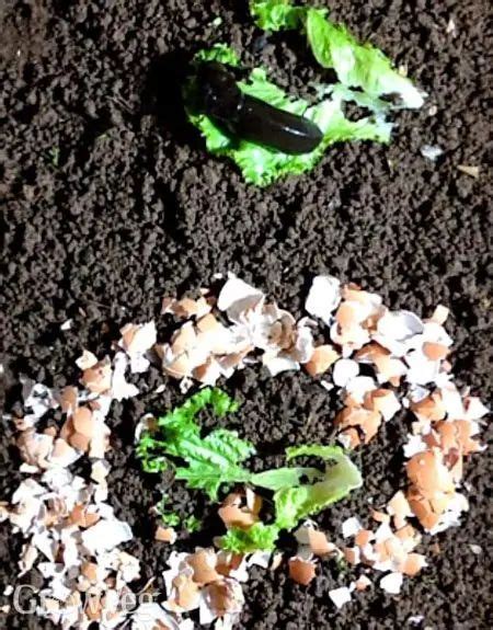 Are Eggshells And Coffee Grounds Good For Tomato Plants Fredda Keen