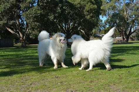 Great pyrenees mountain dog | Great pyrenees dog, Great pyrenees ...