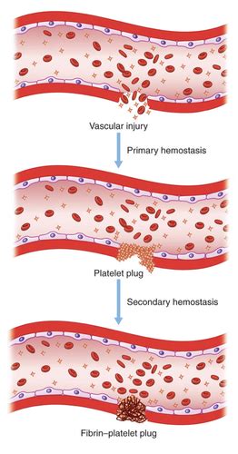 Hemostasis Normal Primary Hemostasis Flashcards Quizlet