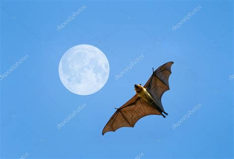 Flying fox bat Stock Photo by ©pkproject 71213595