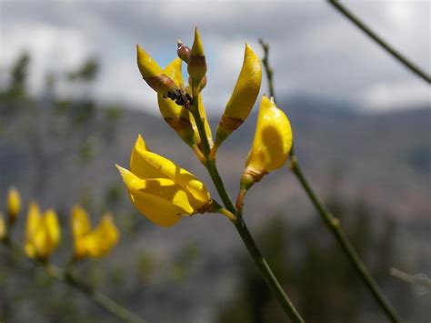 GINESTA PLANTA La planta con flores amarillas que perfumará todo tu hogar