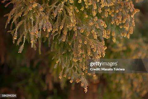 143 Cedar Pollen Stock Photos, High-Res Pictures, and Images - Getty Images