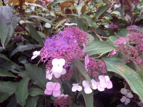 Hydrangea Aspera Rosemary Foster