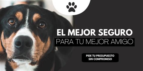 Seguro Obligatorio De Responsabilidad Civil Para Perros Aroche Seguro