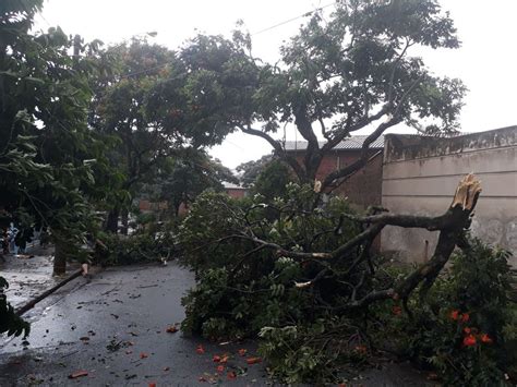 Tempestade Derruba Rvores Destelha Casas E Causa Preju Zos Em