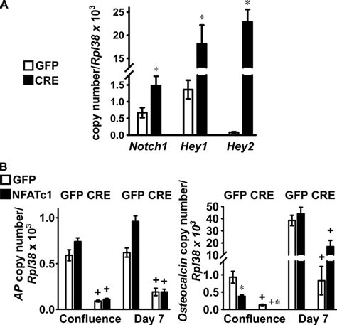 Effects Of Notch And Nfatc On Markers Of Osteoblastic Differentiation