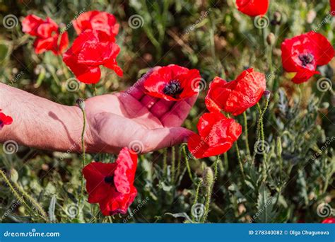 Hand Holding A Red Poppy Flower In A Field Stock Photo Image Of Hand