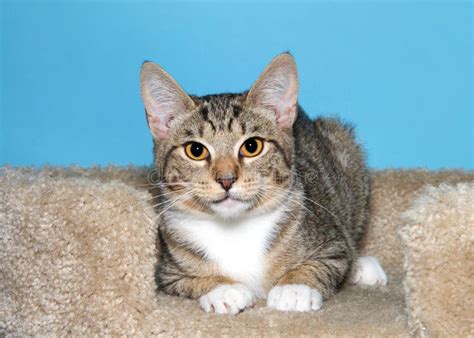mackerel tabby white paws  alicia purdy blog
