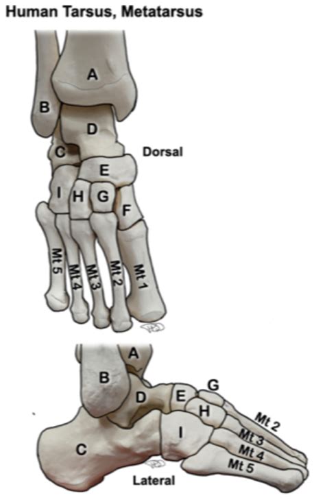 Human Tarsus, Metatarsus Diagram | Quizlet