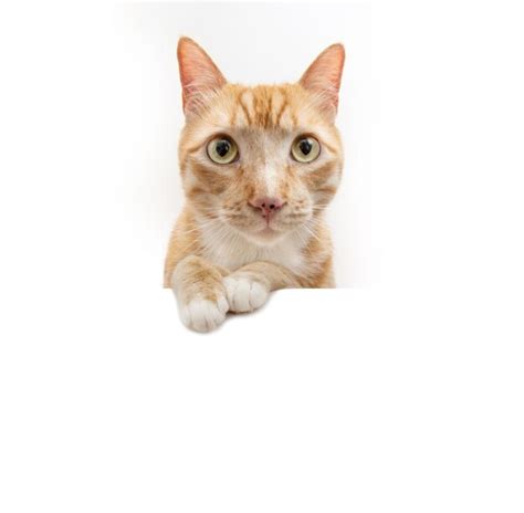 Premium Photo Portrait Ginger Orange Cat Peeking Over And Looking At