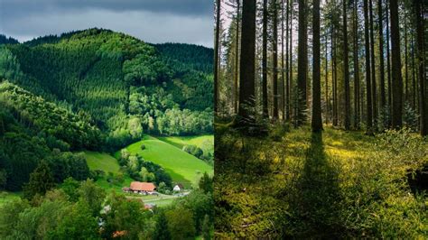 6 Facts About The Black Forest Online Field Guide