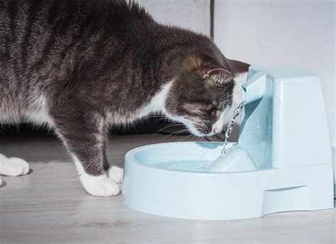 Sick cat hovering over water bowl — Modern Vet