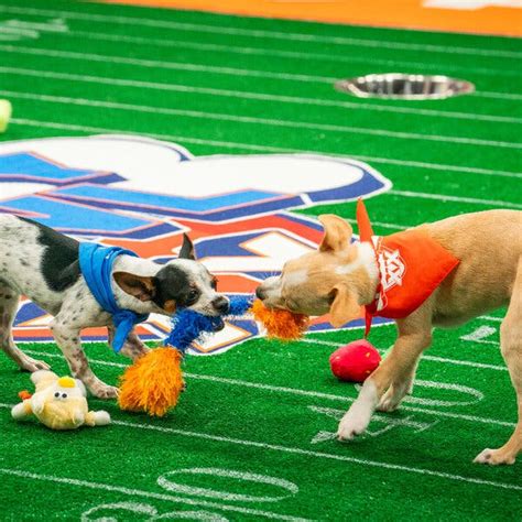 Puppy Bowl XX: Behind the Scenes at the Super Bowl’s Adorable Cousin ...