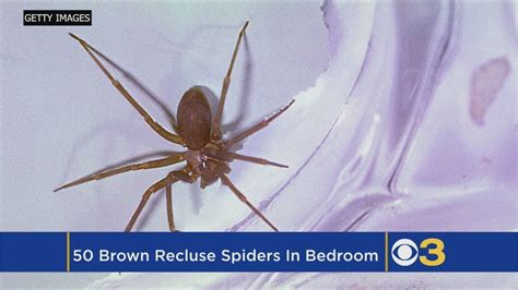 Woman Finds Nearly 50 Brown Recluse Spiders In Her Bedroom Youtube Brown Recluse Spider Bite