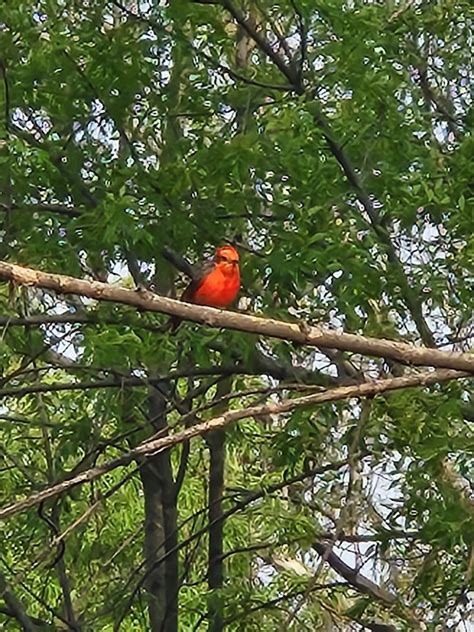 Vermilion Flycatcher From Parque Ecologico Bosque De Los Remedios