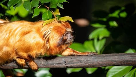 Golden Lion Tamarin Facts, Diet, Habitat, Pictures and All Information