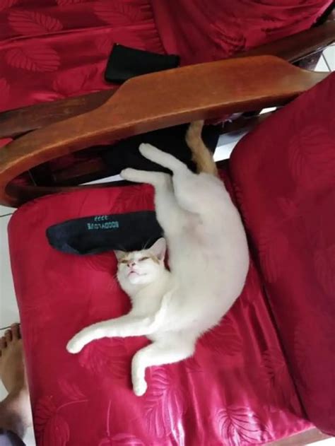 7 Potret Kucing Tidur Dengan Pose Super Nyeleneh Dijamin Bikin Ketawa