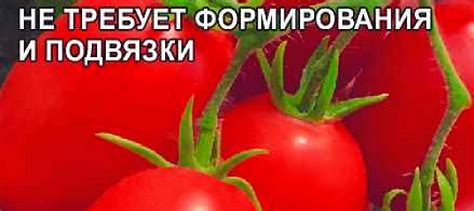 Томат Марочка, 0,05 г Сибирская селекция, купить в интернет магазине ...