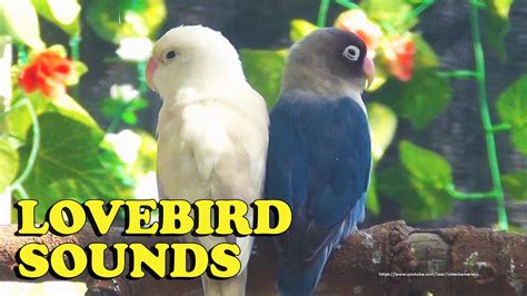 Relaxing Lovebird Sounds From Blue Personata Pastel White Moccha