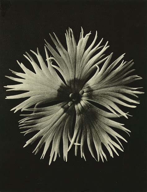 Karl Blossfeldt Art Forms In Nature Exhibition At Solent Showcase