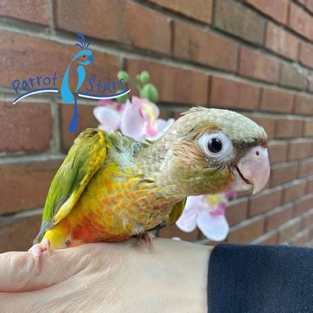 Green Cheek Conure For Sale In Arlington Heights Il