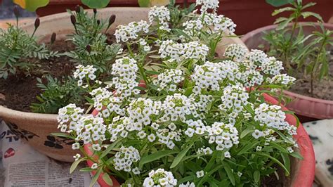 Care of Alyssum Plant / Sweet Alyssum Plant || How to Grow and Care ...