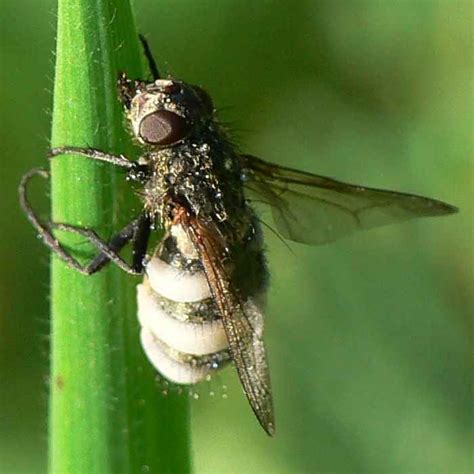 Diptera Info Discussion Forum Syrphid With A Fungus