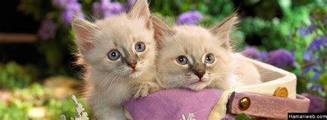 Cute Kitten Facebook Cover - Animals & Birds Images & Photos