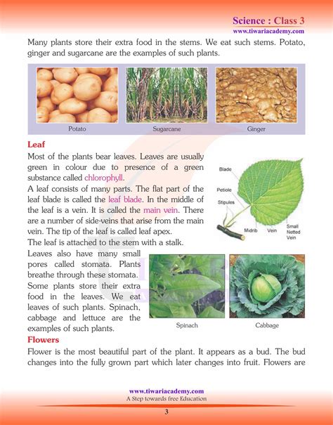 Ncert Solutions For Class 3 Science Chapter 2 Parts Of A Plants