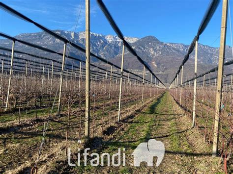 Terreno Agricolo Caldaro Sulla Strada Del Vino Rif