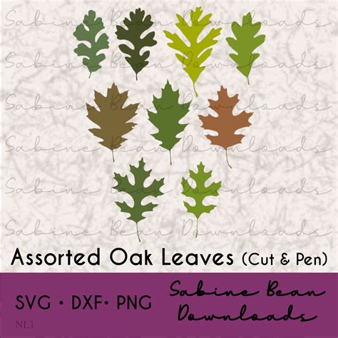 Oak Leaves Svg Bundle Png Dxf Fall Leaf Png Northern Red Oak Pin