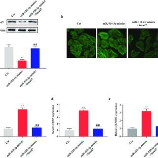 MiR 410 3p Mimics Inhibits The Level Of Smad7 A Venn Diagram