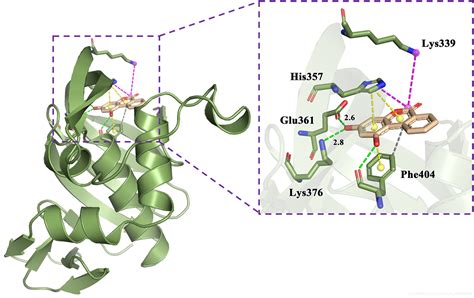 使用pymol绘制蛋白与配体分子结合模式图pymol如何显示结合位点 Csdn博客