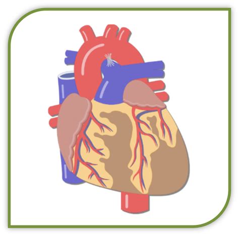 Diagram Anatomy Of The Heart Diagram Quizlet