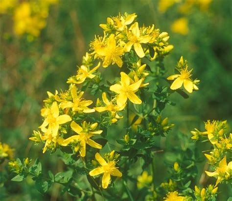 Usos Como Planta Medicinal Del Hiperico O Hierba De San Juan Hypericum