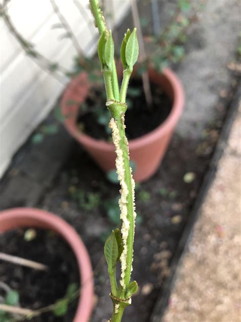 What Is This On My Star Jasmine Plants Gardening