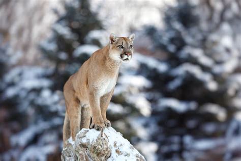 Where Do Cougars Live? – North American Nature