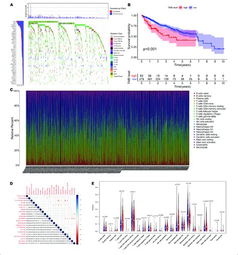 The Relationship Among Tumor Mutation Burden Immune Infiltration