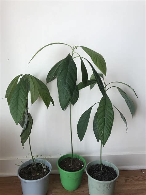 Avocado trees : r/Horticulture