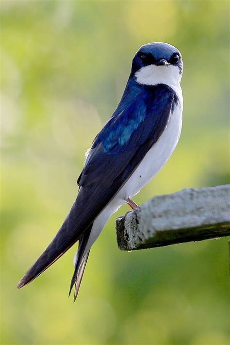 Городские ласточки. | Birds photography nature, Pet birds, Funny birds